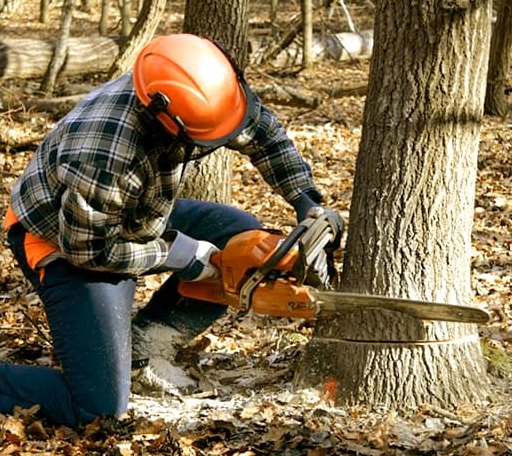 Tree Removal in Wilmington, OH